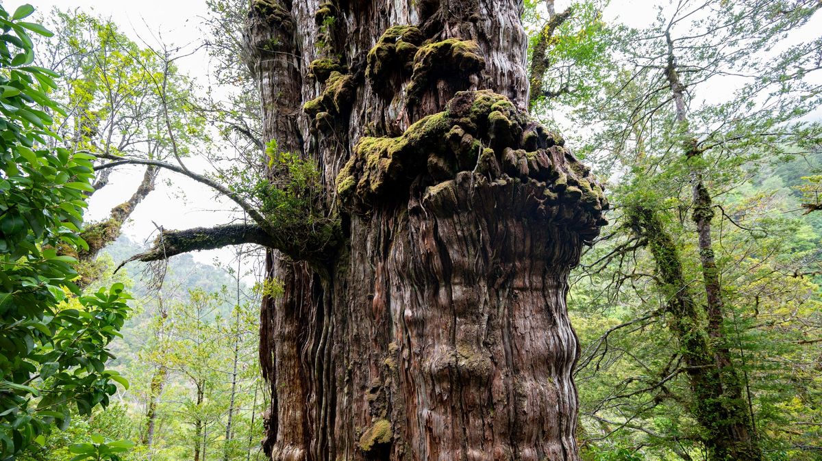 Fotky: Nejstarší strom světa v sobě ukrývá tajemství planety